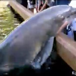 Video: Delfín se pokusil ženě ukrást iPad