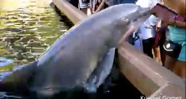 Video: Delfín se pokusil ženě ukrást iPad