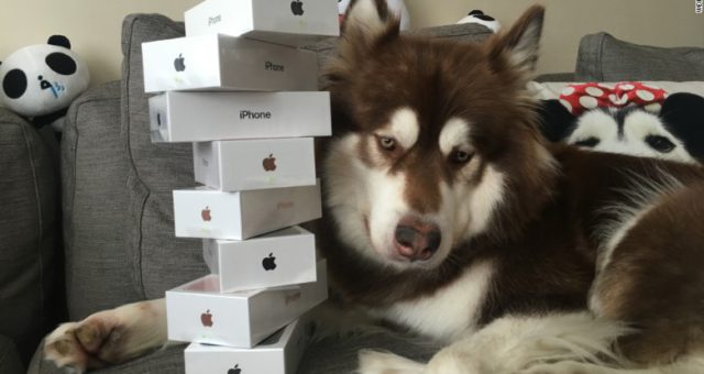 Milionář koupil svému psovi 8 nových iPhonů. Psa to ale vůbec nezajímalo