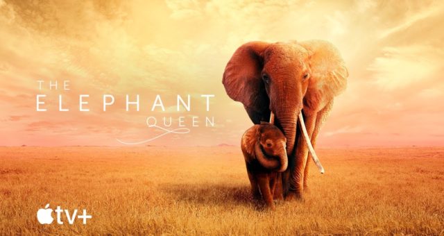 Apple sdílel oficiální trailer pro film „The Elephant Queen“